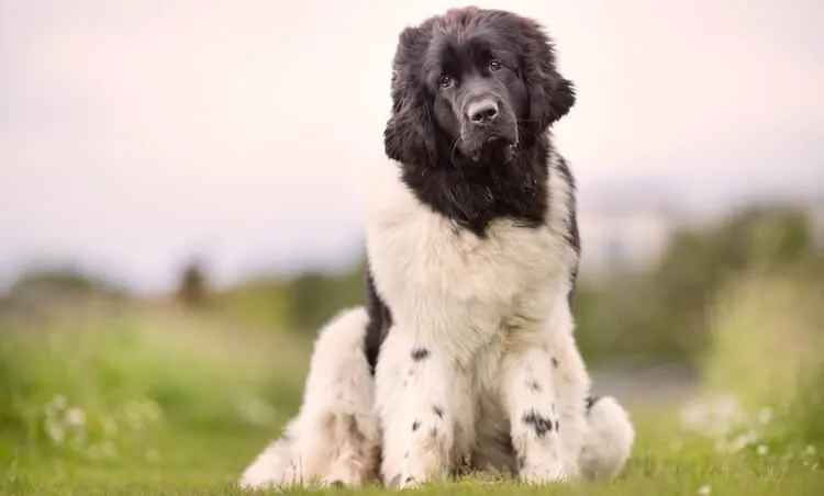 Saint Berdoodle